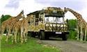 Veranstaltungsbild Fahrt in den Serengeti Park